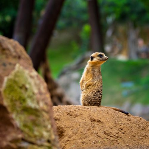 Free A meerkat standing upright on a dirt mound, attentively surveying its surroundings in a natural setting. Stock Photo