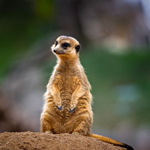 Free A solitary meerkat stands alert on a mound, showcasing its curious nature. Stock Photo