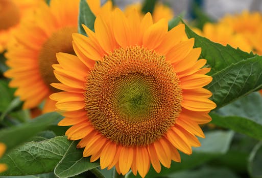 A vibrant close-up of a blooming sunflower with lush green leaves, symbolizing summer.