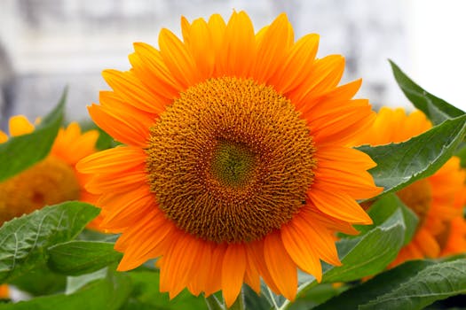 Close-up of a bright orange sunflower showcasing its vibrant petals and detailed center.