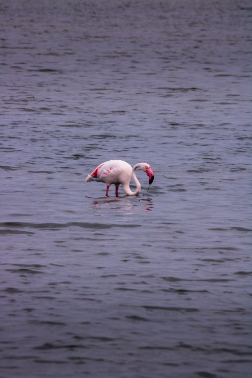Free A graceful flamingo wading in the water of Camargue, France, showcasing nature's beauty. Stock Photo