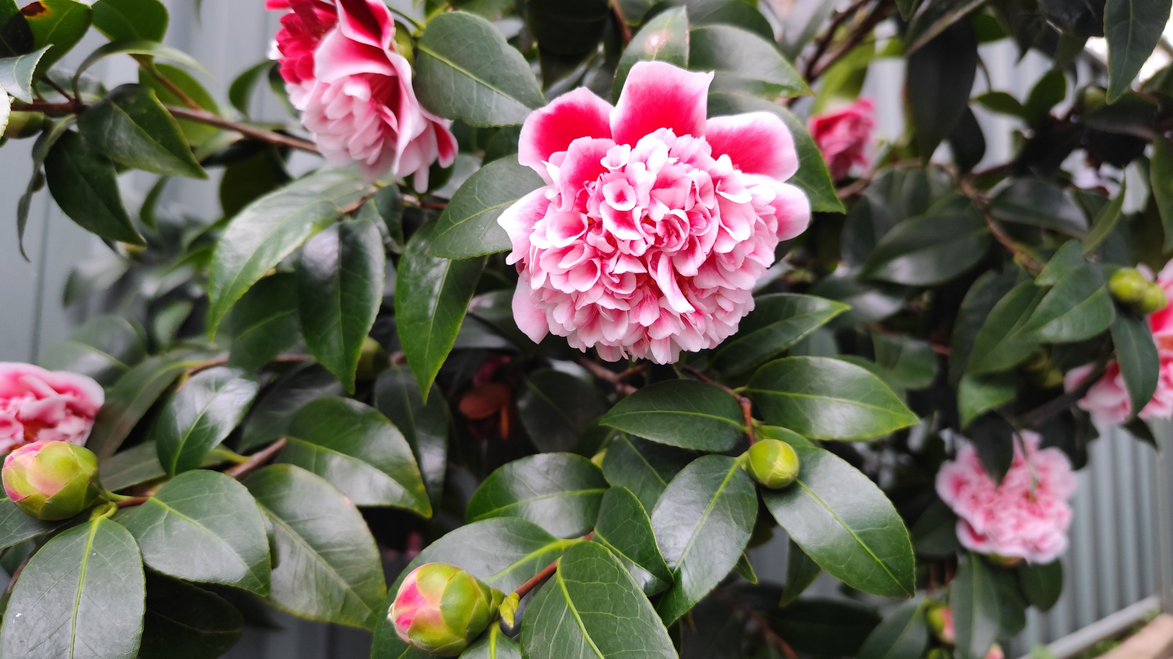 Camellia Hill (카멜리아힐)