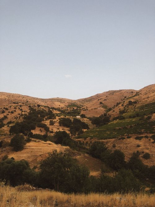 Free A serene golden hillside with sparse trees under a clear sky. Stock Photo
