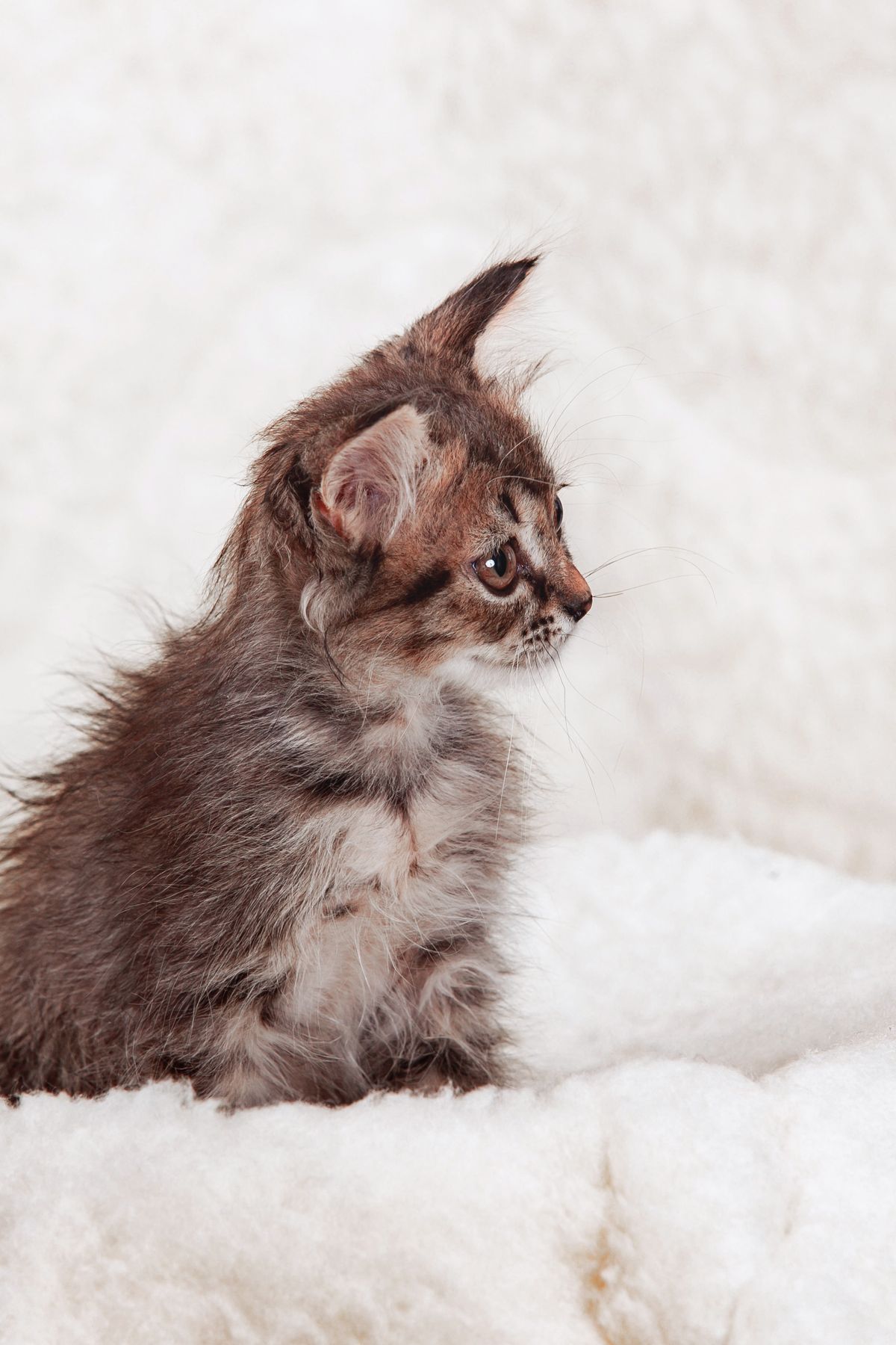 Poids du chaton : suivre la croissance avec une courbe utile