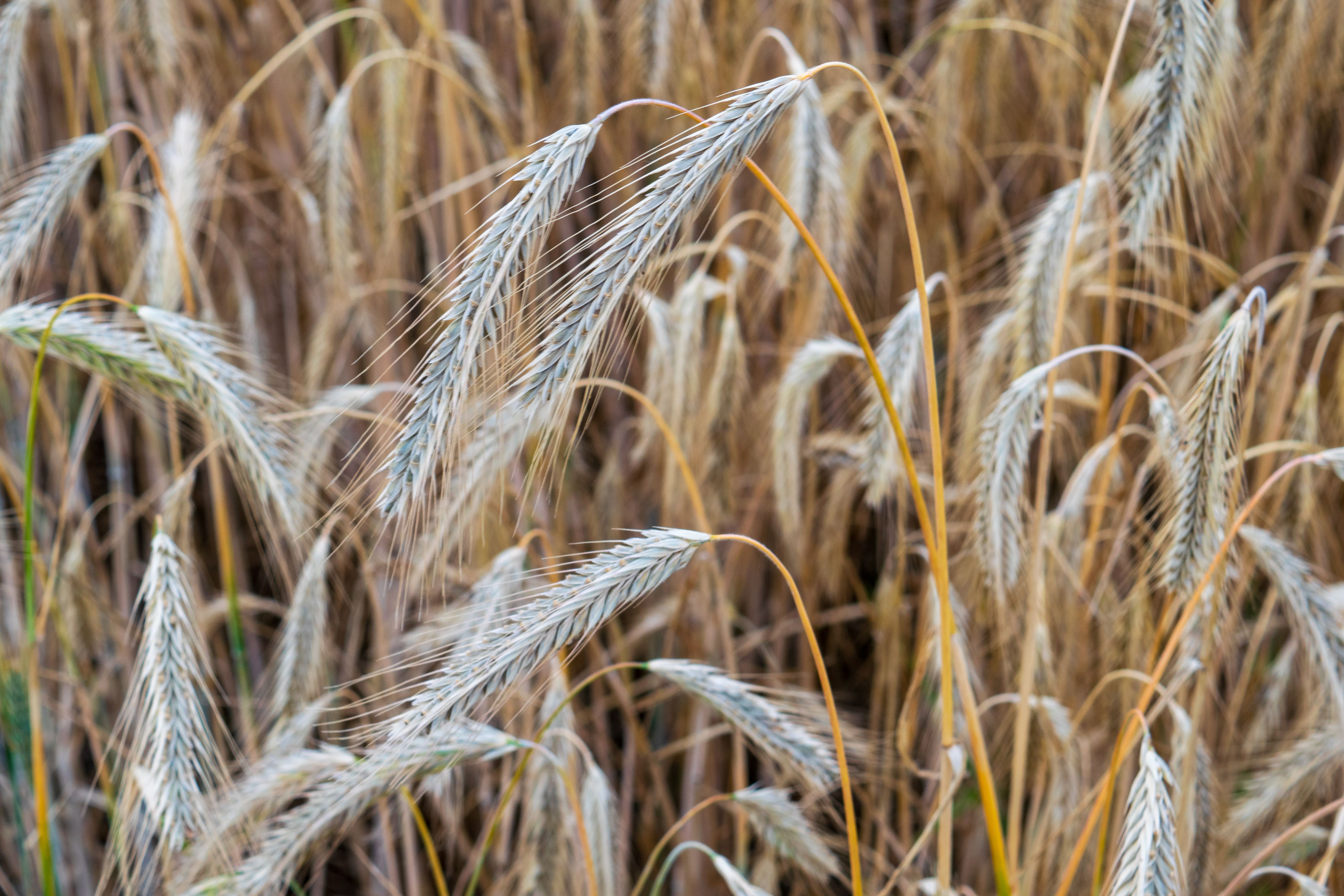 Detailed view of mature wheat ears swaying in a field, ready for harvest.