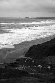 A dramatic black and white coastal scene in Şile, Istanbul with cows grazing by the beach.