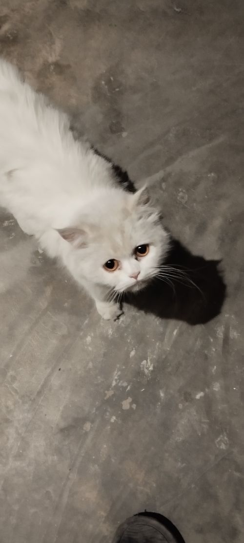 Free cute Cat  Stock Photo