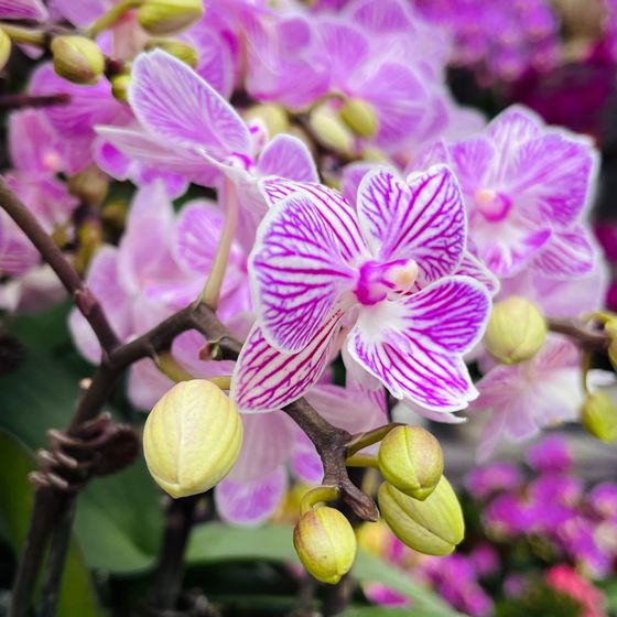 Pink phalaenopsis orchids in bloom — photo by Jirch Li on Pexels