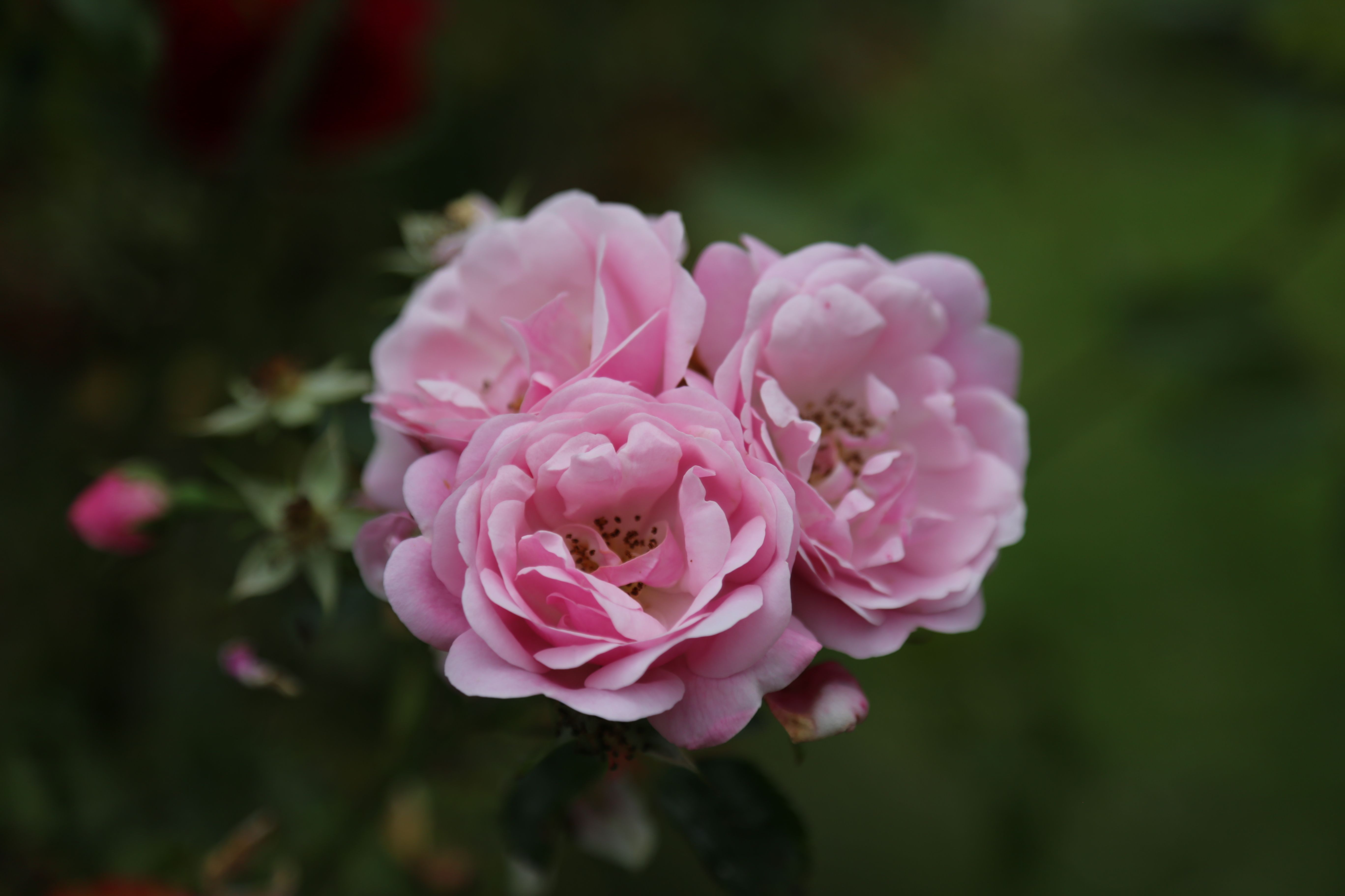 Pink Roses in Bloom Captured Outdoors · Free Stock Photo