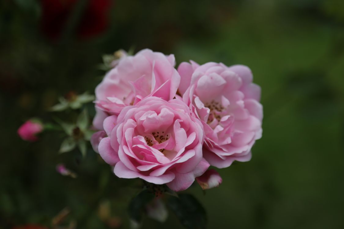 Pink Roses Outside Pink Roses in Bloom Captured Outdoors · Free Stock Photo