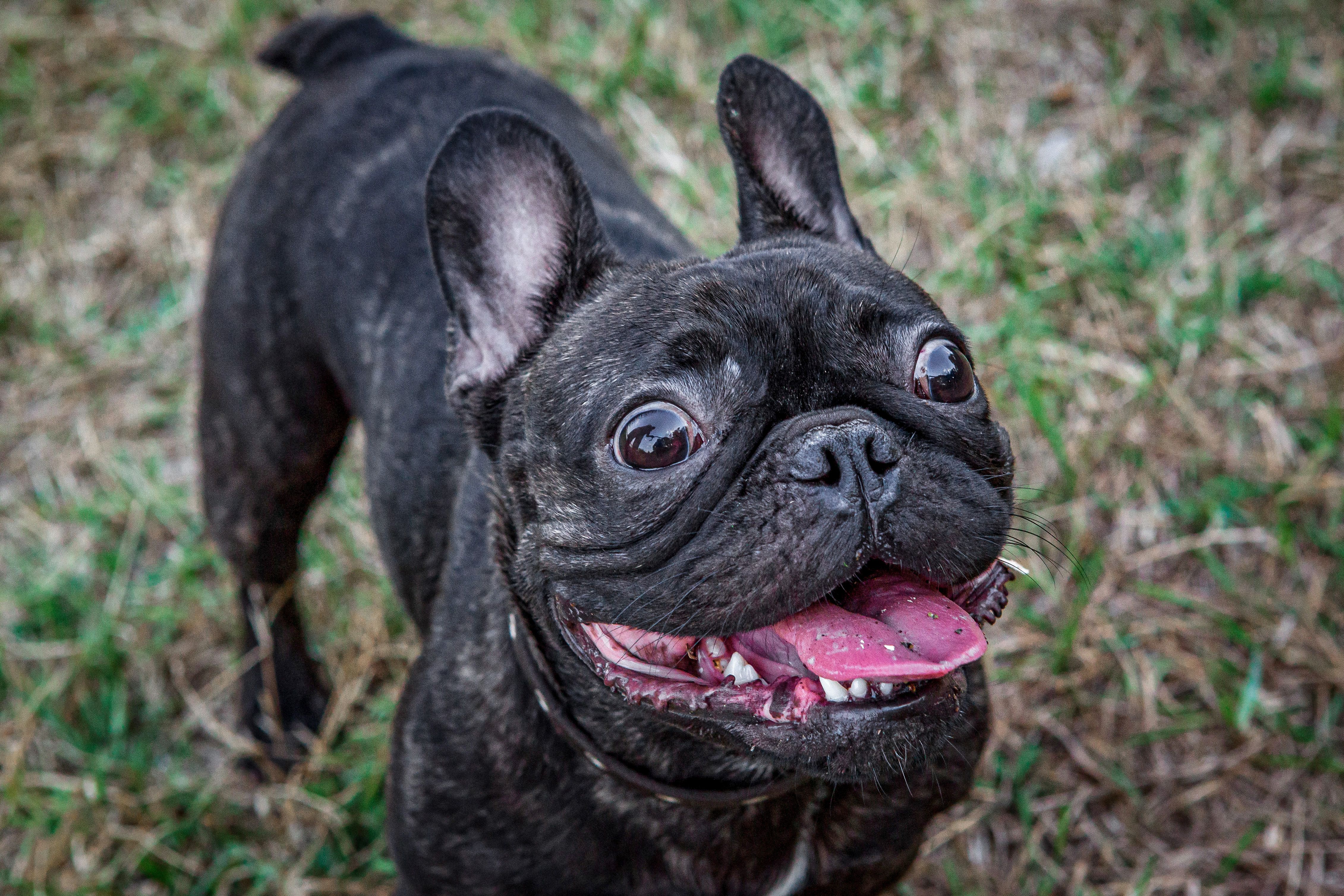 Happy French Bulldog on Grass Outdoors · Free Stock Photo