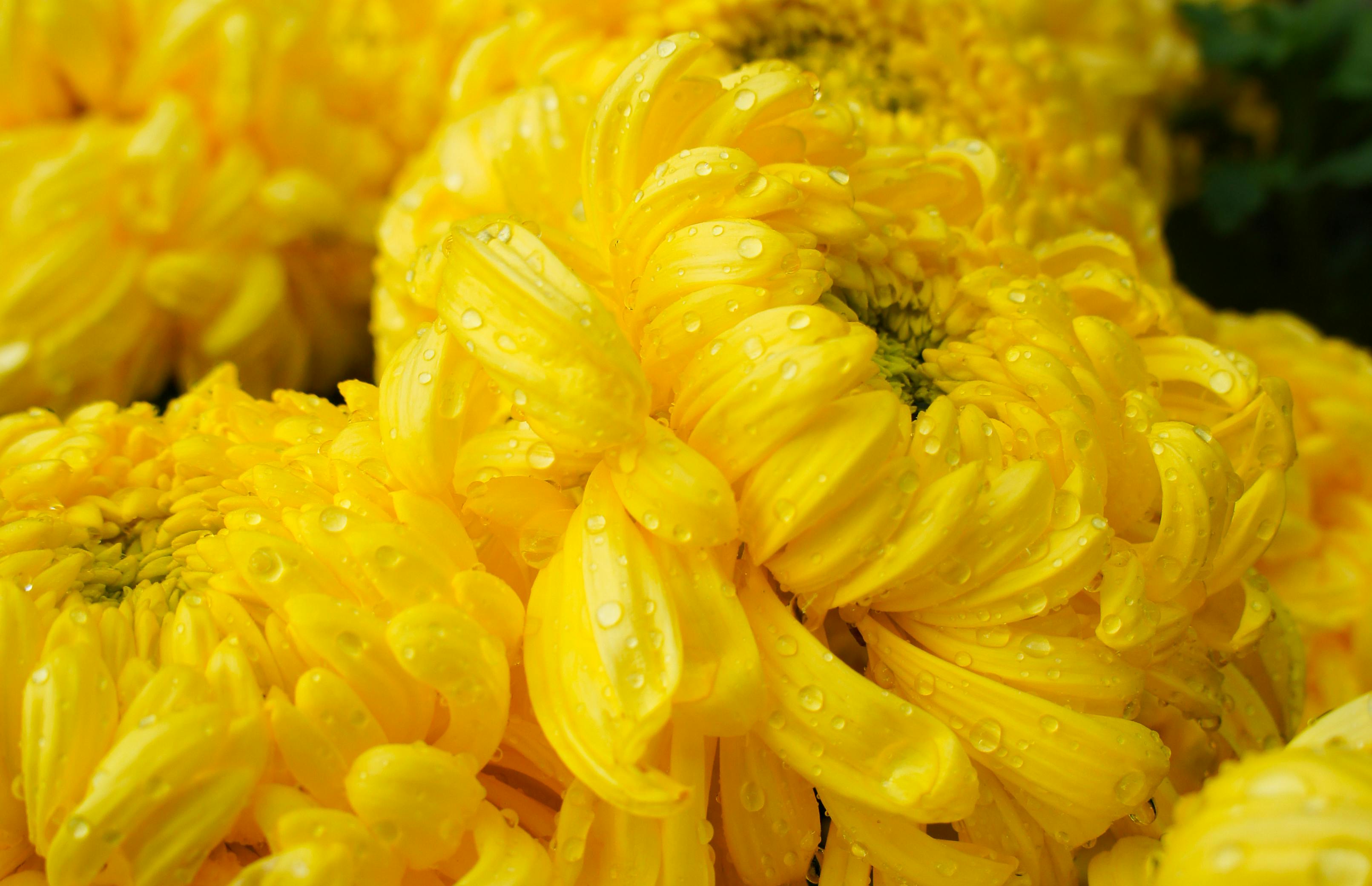 Menyaksikan Keindahan Sawah dari Dekat