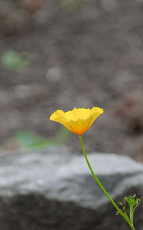 Free Captivating close-up of a single yellow California poppy against a soft-focus background, highlighting natural beauty. Stock Photo