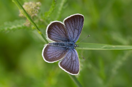 Photo De Papillon Perché Sur Tige