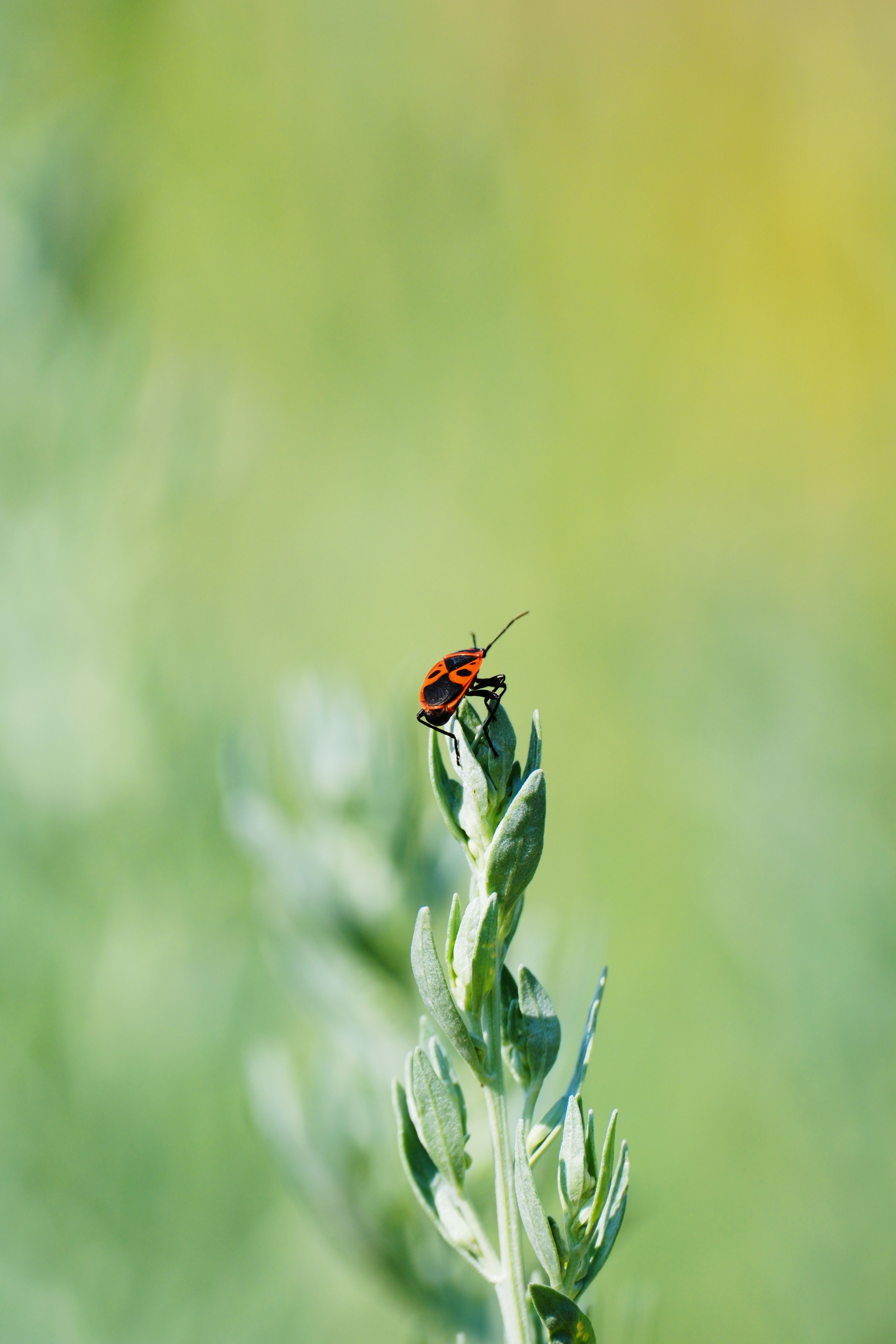 Close-up of Firebug on Green Plant · Free Stock Photo