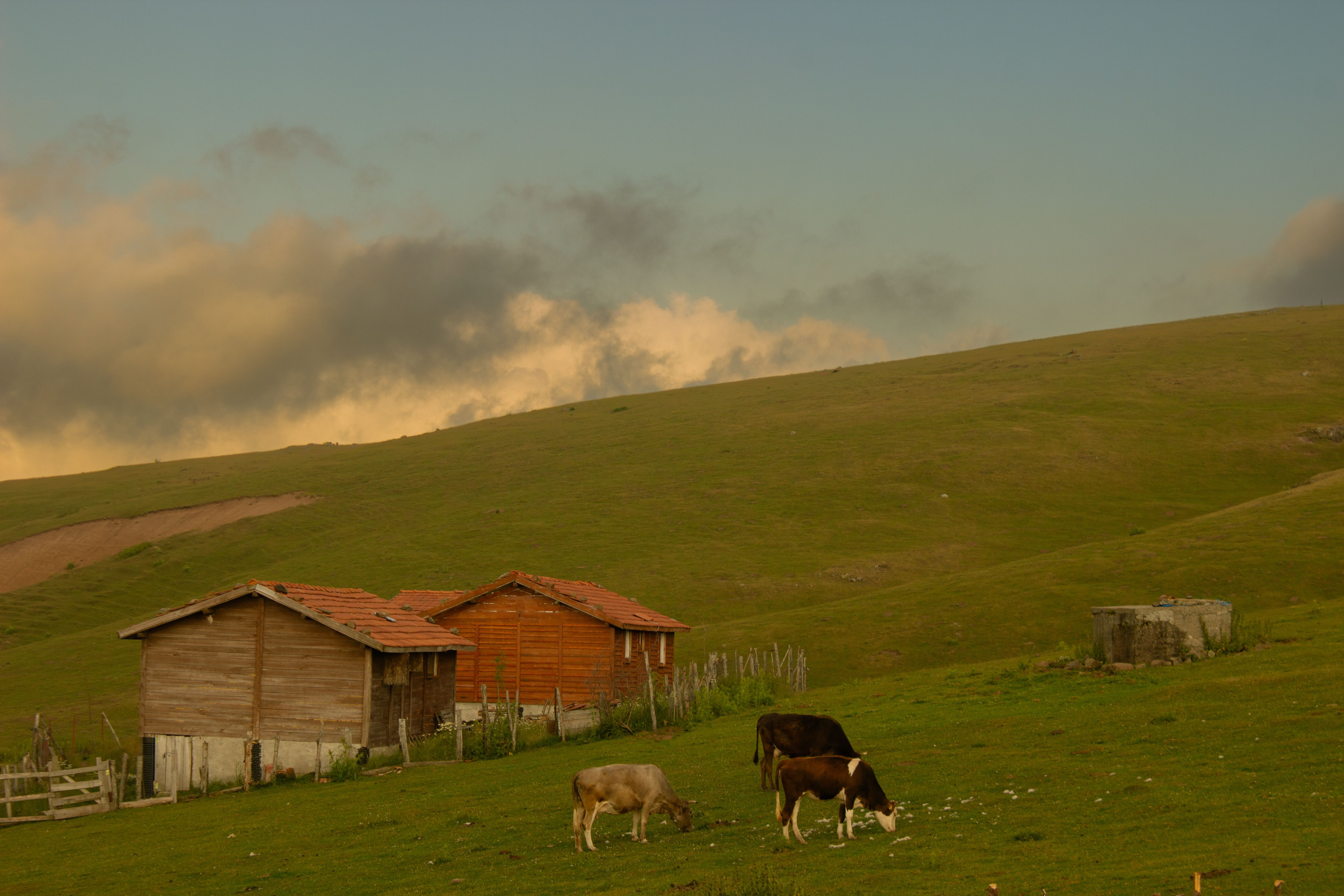 Scenic Rural Landscape with Grazing Cows · Free Stock Photo