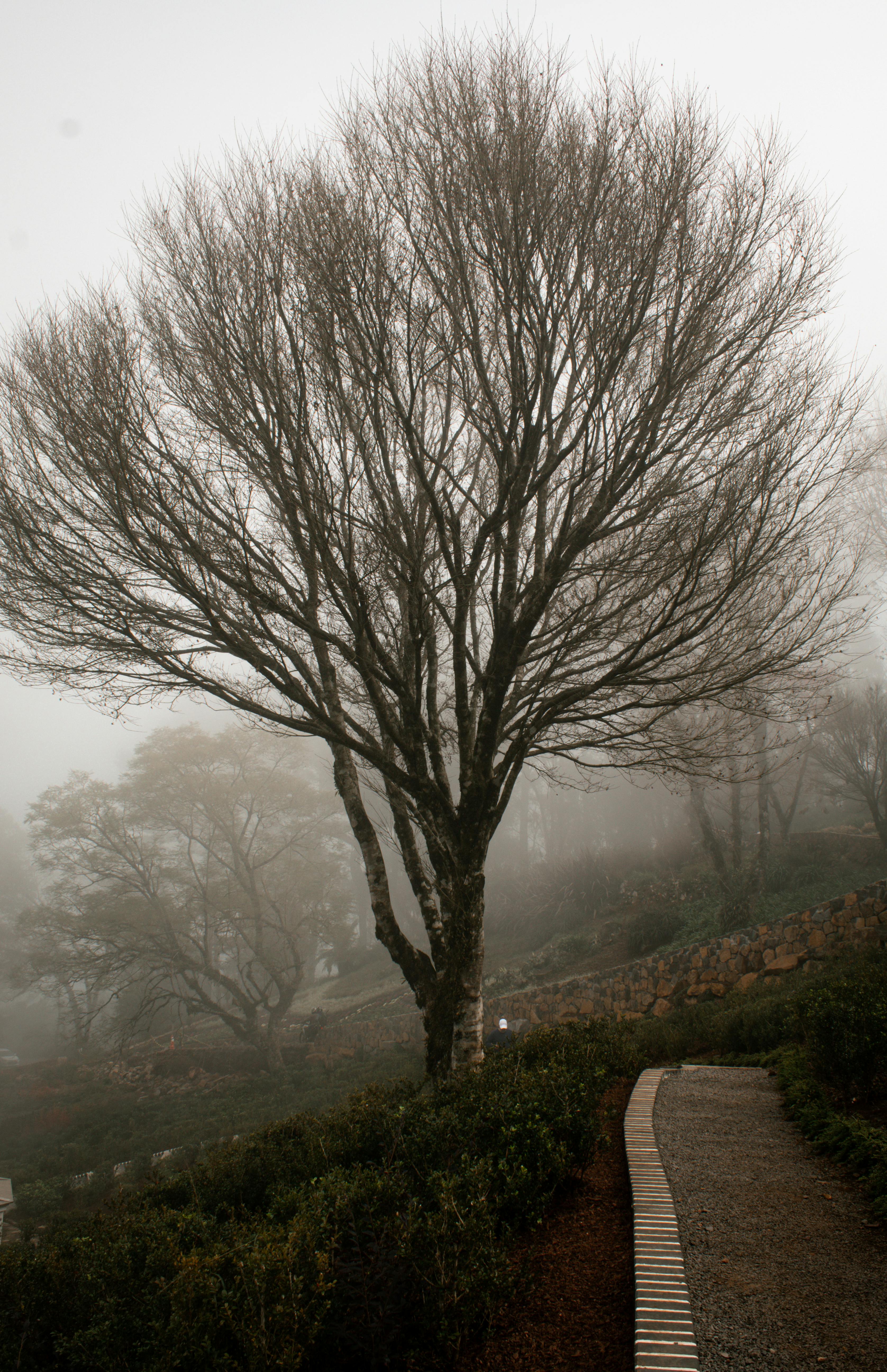 Free Serene winter scene of a leafless tree in a misty Gramado park, capturing the essence of tranquility and nature. Stock Photo