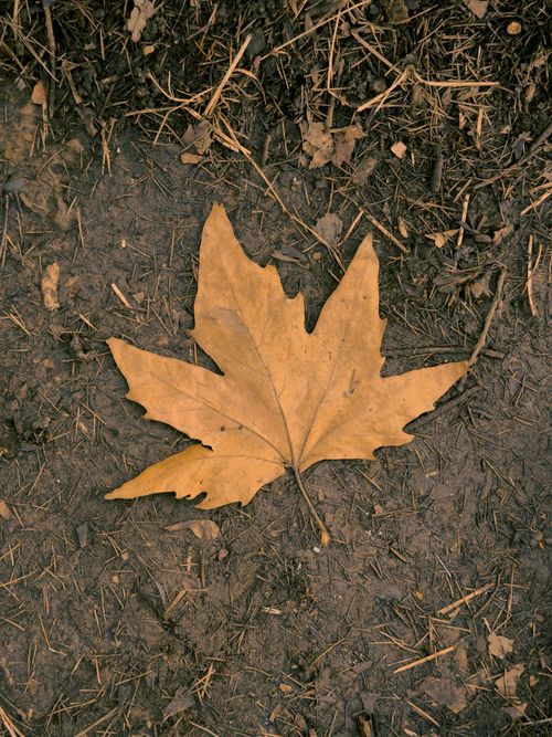 Free A single fallen maple leaf on a textured ground, evoking autumn's essence. Stock Photo