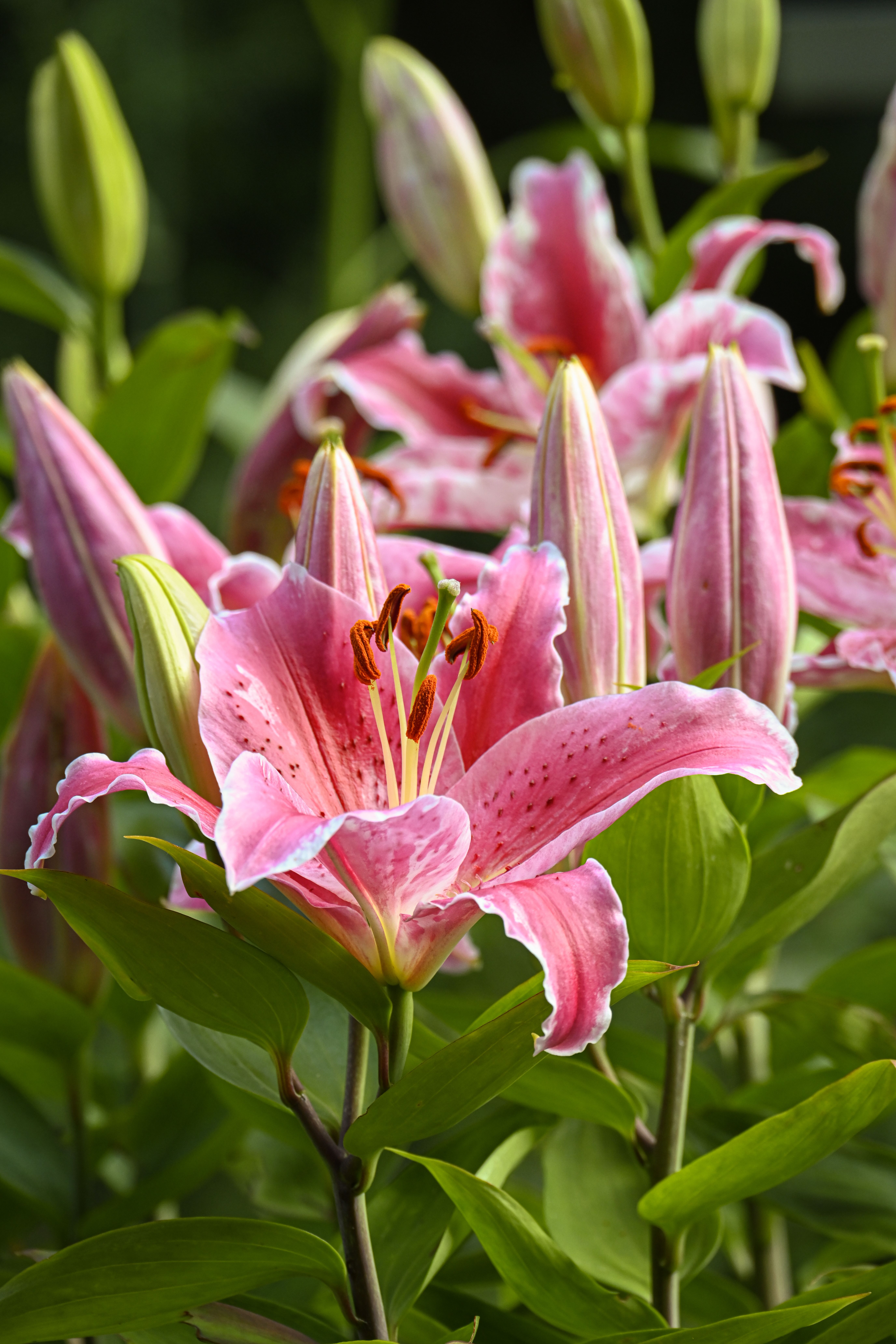 Vibrant Pink Lilies Blooming in Garden · Free Stock Photo