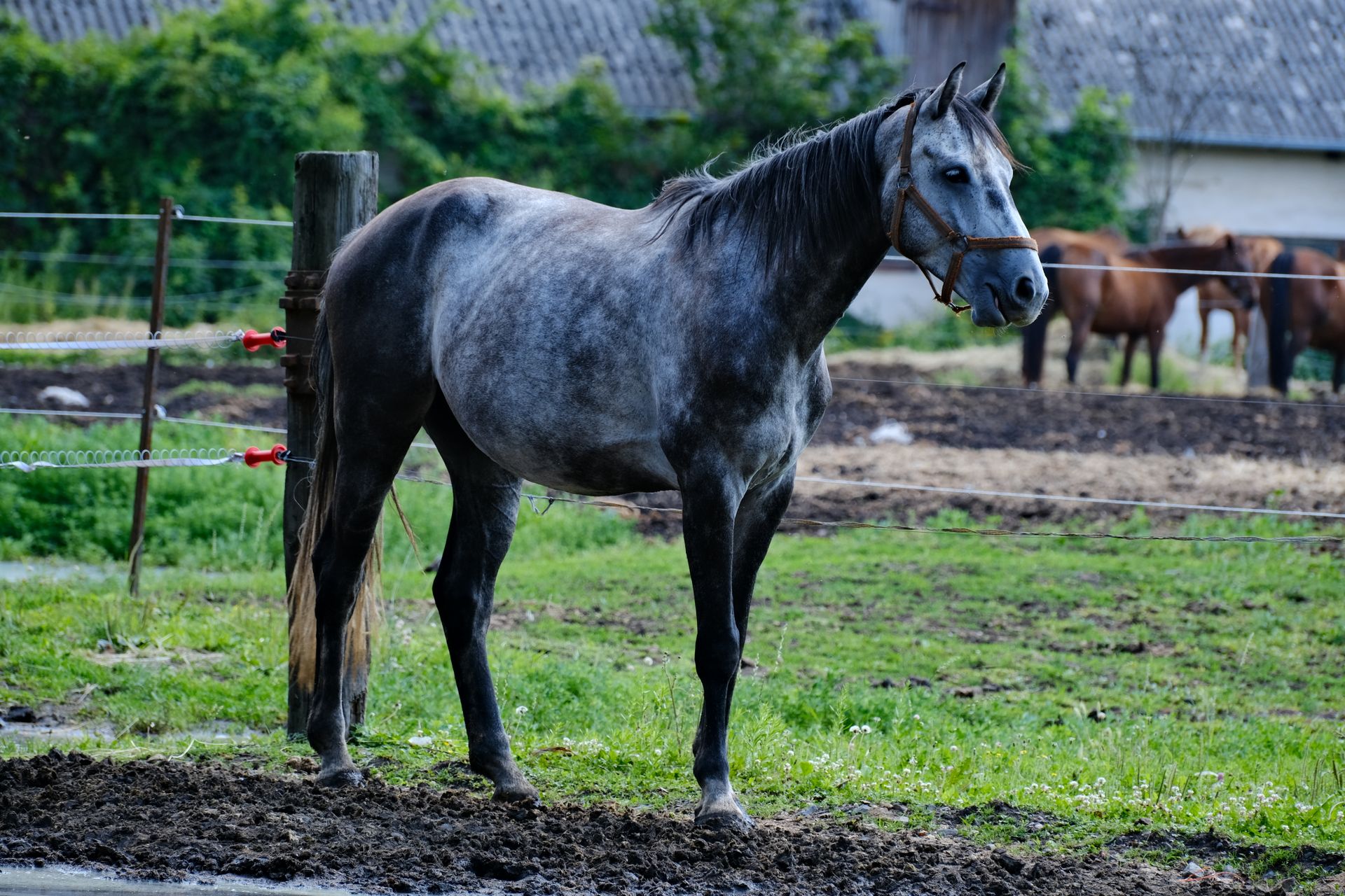 A gray horse stands gracefully in a verdant pasture with rustic fencing.