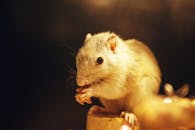 Close-Up of a Gerbil Eating with Warm Lighting