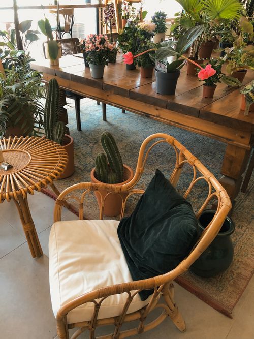 Free Cozy indoor setting with wicker furniture and a variety of potted plants. Stock Photo