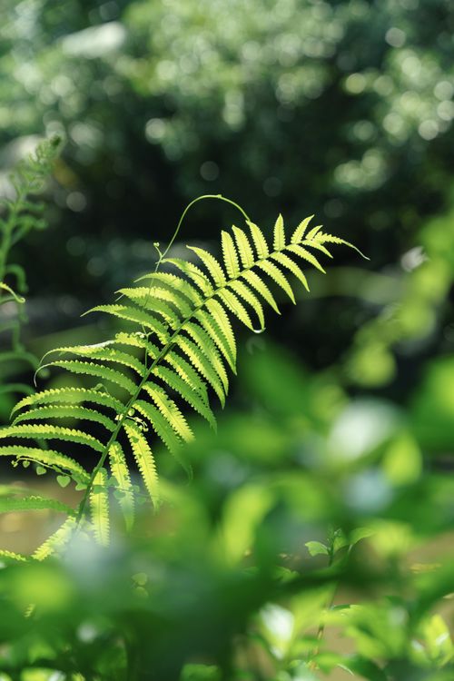 Free Close-up of a vibrant green fern leaf in a sunlit forest in Việt Nam, showcasing natural beauty. Stock Photo