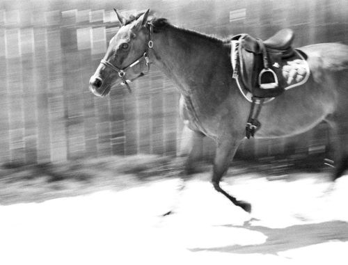 Free stock photo of b&w, horse Stock Photo