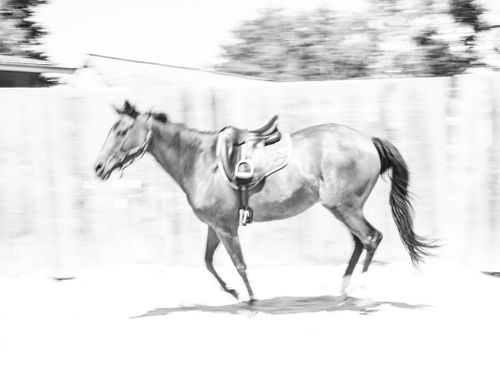 Free stock photo of b&w, horse Stock Photo
