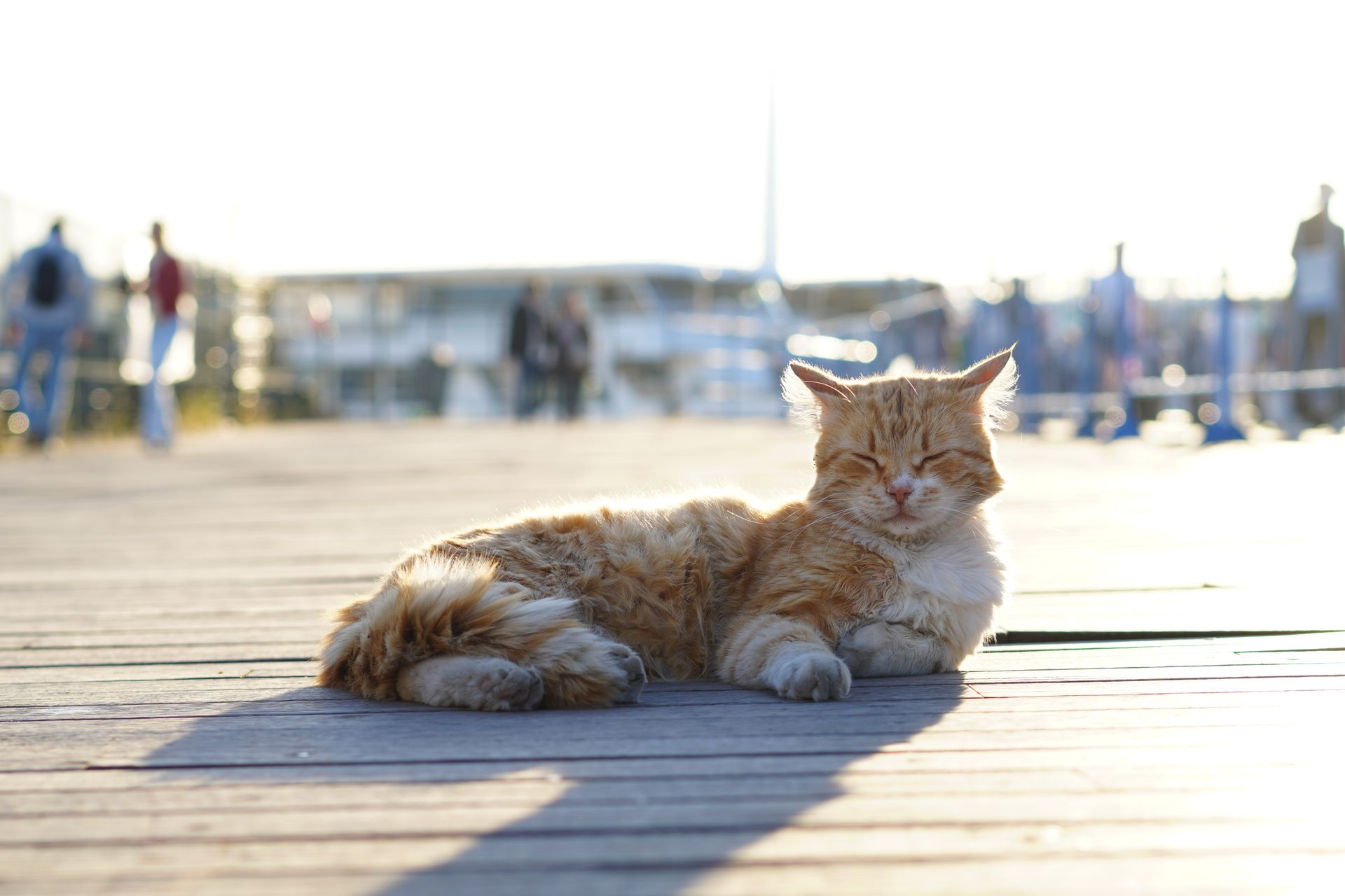 A ginger tabby cat enjoying a sunny day on a waterfront boardwalk with blurred pedestrians in the background.