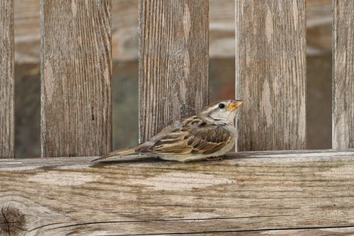 Free A detailed close-up of a sparrow perched on a wooden fence, showcasing its feathers. Stock Photo
