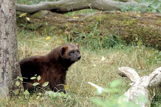 A wolverine rests in its natural forest habitat surrounded by logs and grass.