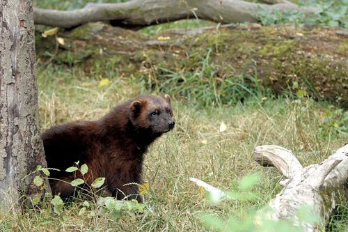 Free A wolverine rests in its natural forest habitat surrounded by logs and grass. Stock Photo
