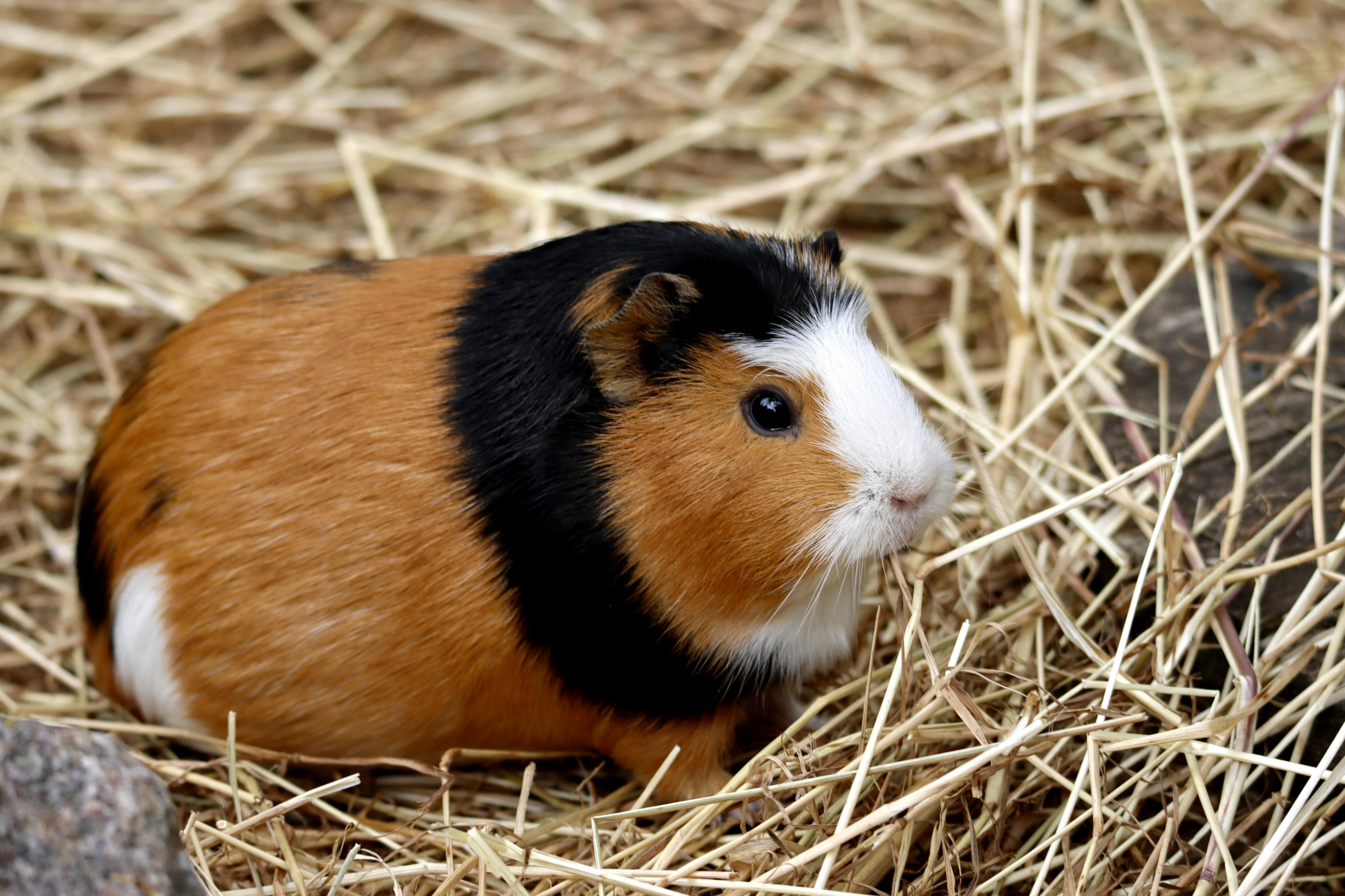 Close-up of a guinea pig sitting on straw bedding, showcasing its tricolor fur and adorable expression.