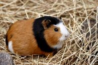 Close-up of a guinea pig sitting on straw bedding, showcasing its tricolor fur and adorable expression.