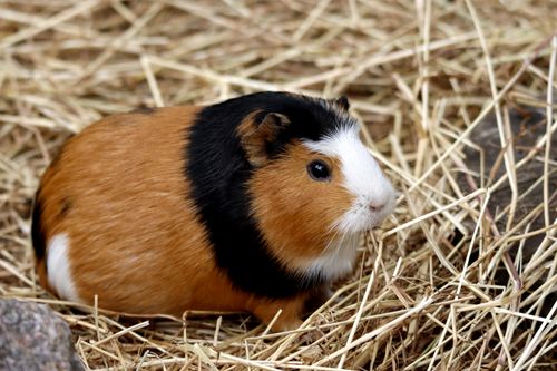 Free Close-up of a guinea pig sitting on straw bedding, showcasing its tricolor fur and adorable expression. Stock Photo