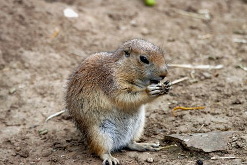 Free Close-up of a prairie dog munching on food in its natural habitat. Stock Photo