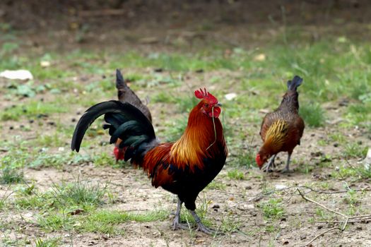 Bright rooster and hens roaming on a grassy field outdoors in daylight.
