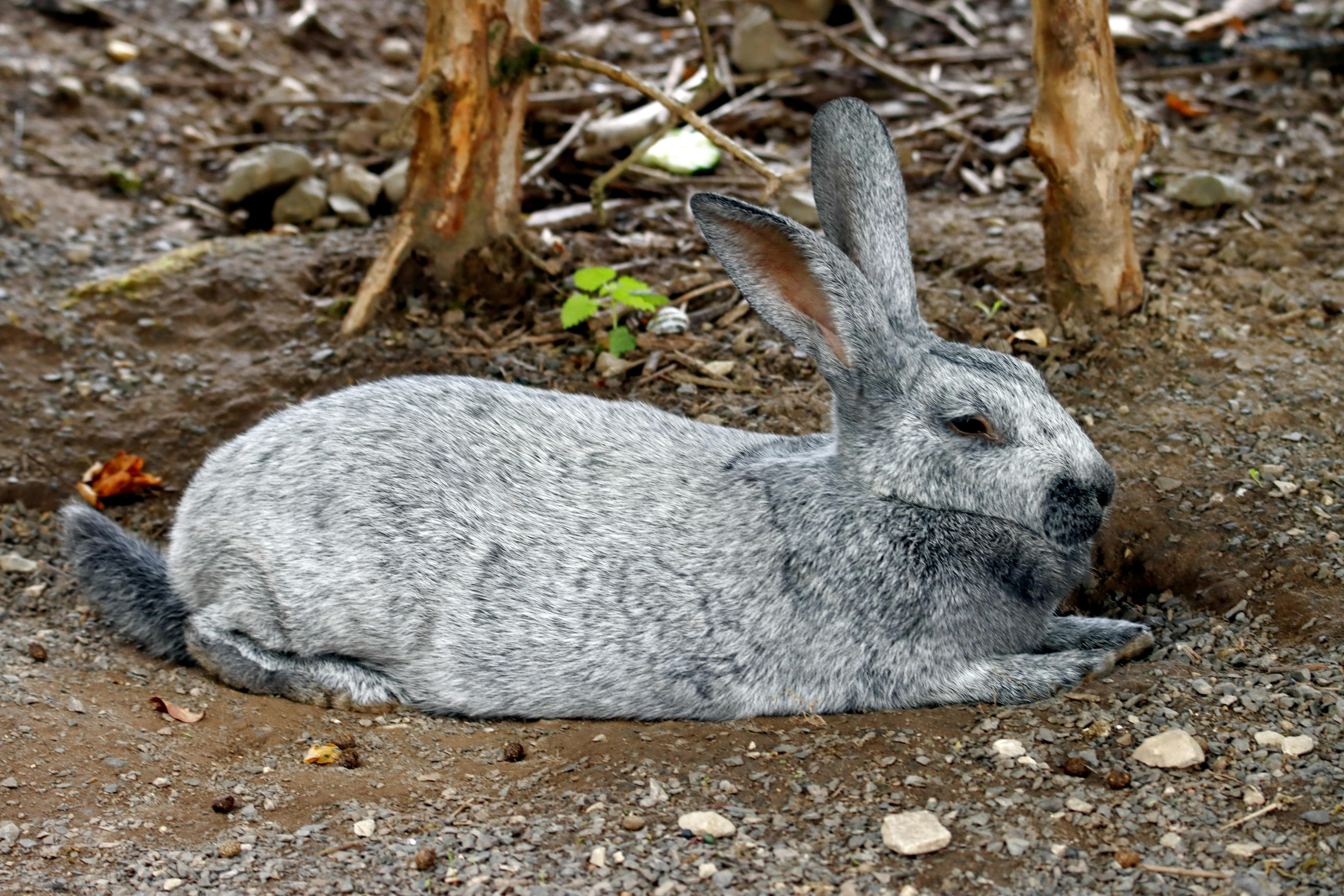 Quantos filhotes uma coelha pode ter na primeira ninhada?