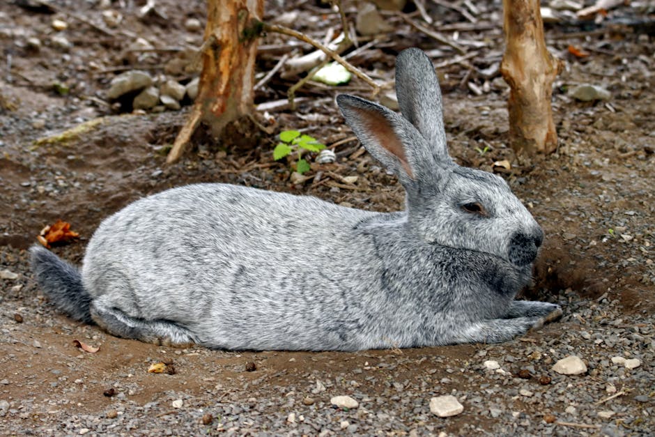 Quantos filhotes uma coelha pode ter na primeira ninhada?