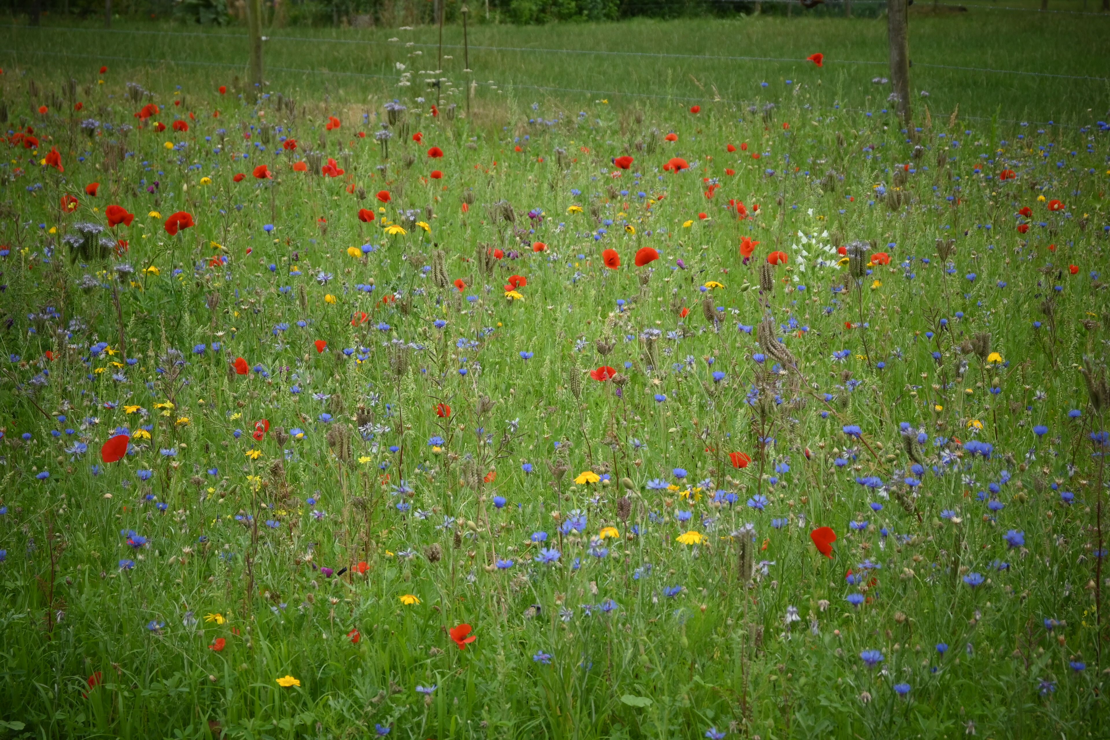 Vibrant Wildflower Meadow in Full Bloom · Free Stock Photo