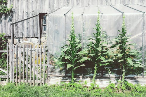 Free stock photo of gardening, greenhouse, verbascum thapsus Stock Photo