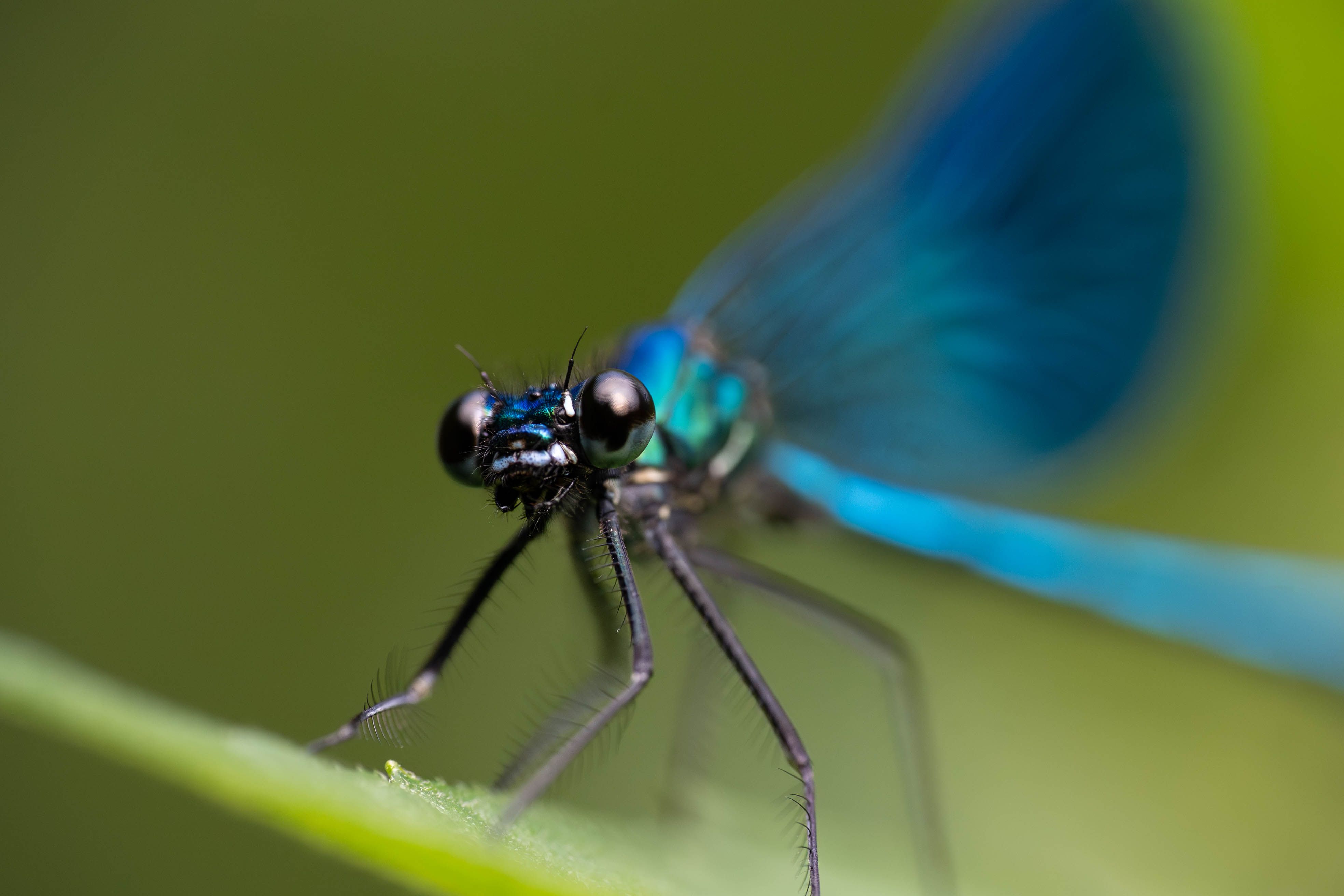Close-up of Electric Blue Damselfly on Leaf · Free Stock Photo