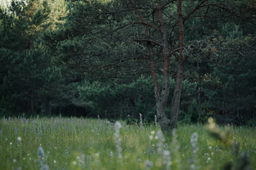 Free A tranquil meadow featuring pine trees and wildflowers under natural light, ideal for nature themes. Stock Photo