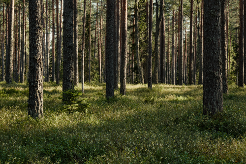 Free A picturesque view of a sunlit pine forest with lush greenery, capturing natural beauty. Stock Photo