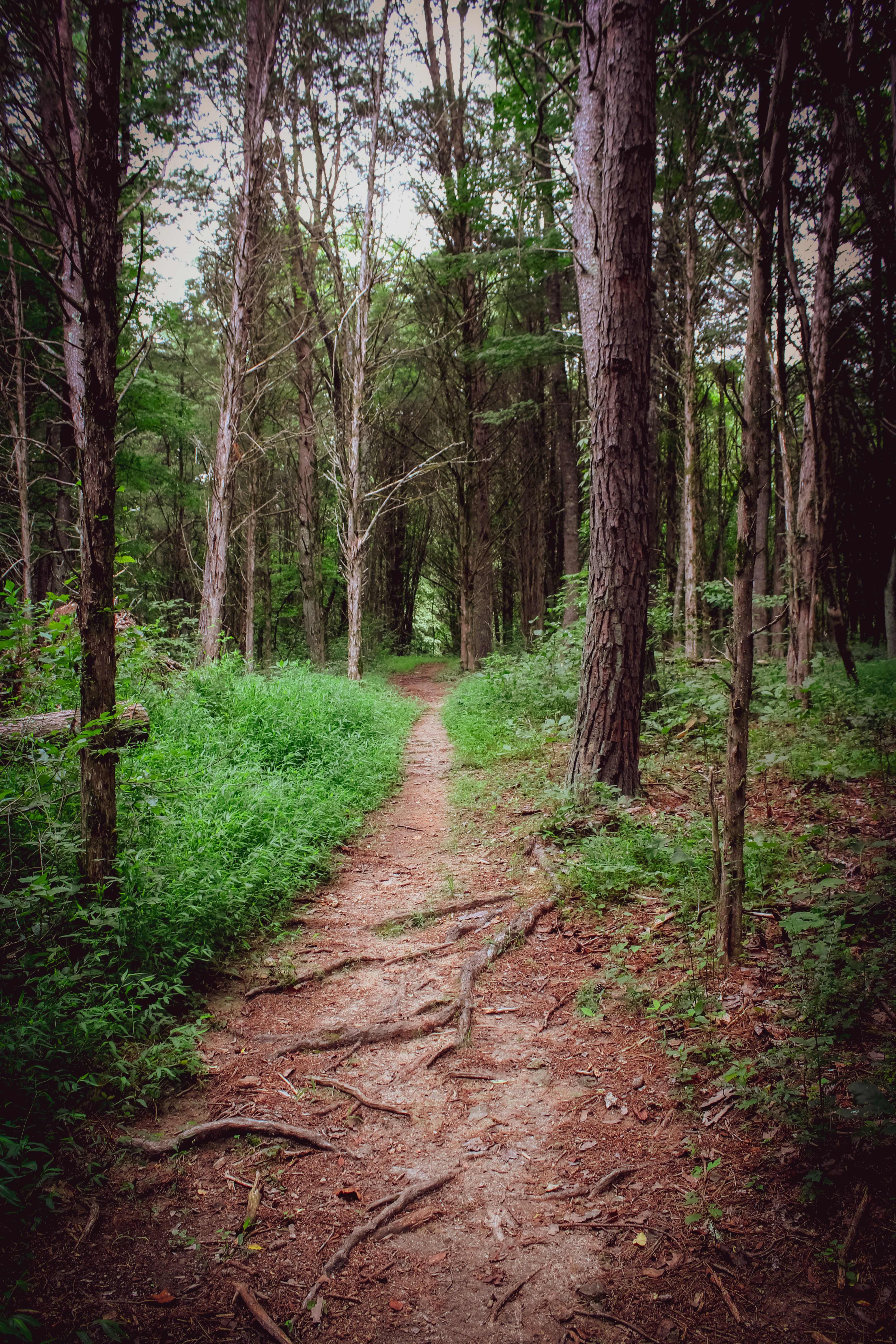 Serene Forest Path in Lush Greenery · Free Stock Photo