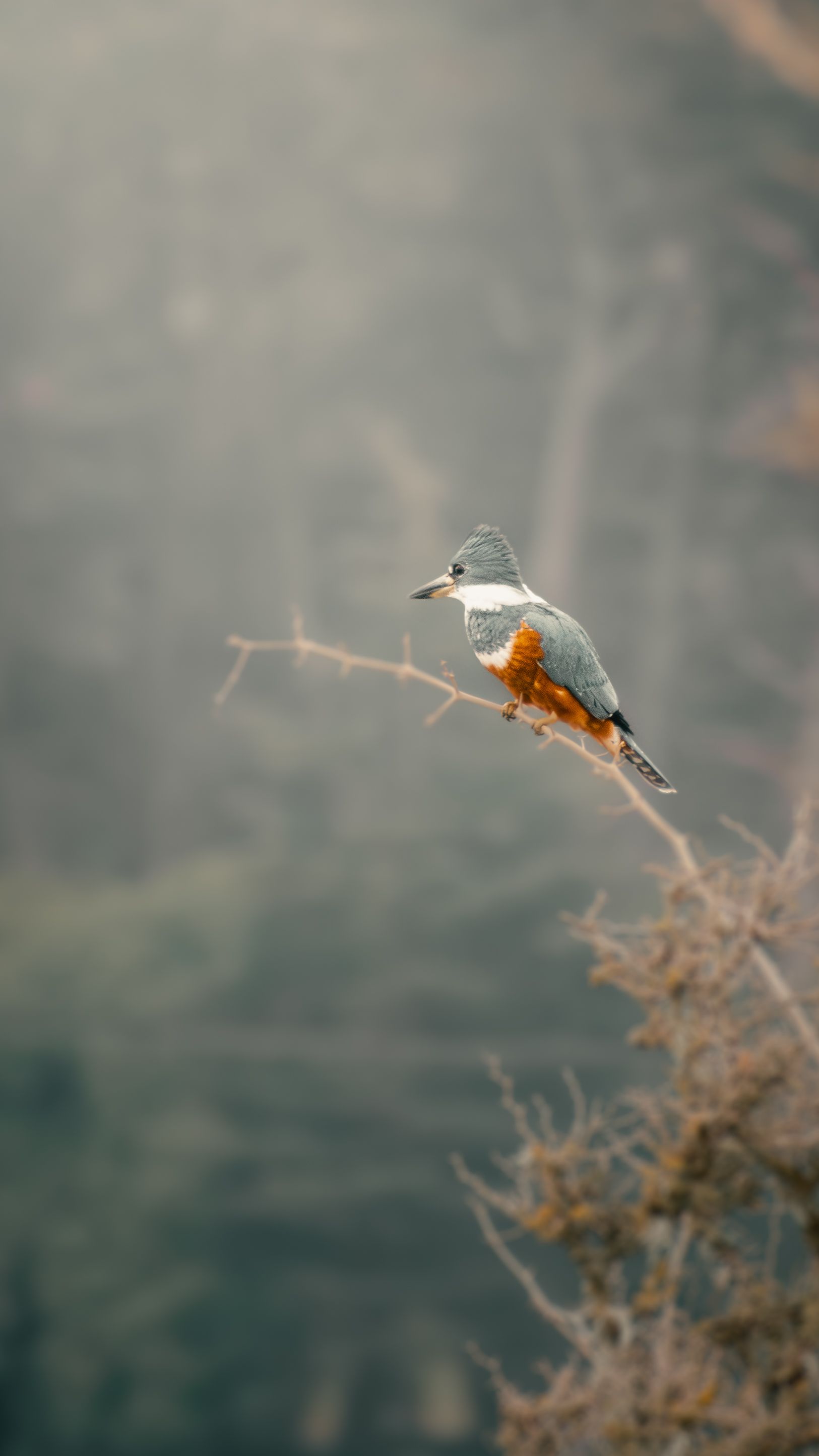 A kingfisher perched on a branch, set against a misty background in Mar del Plata.