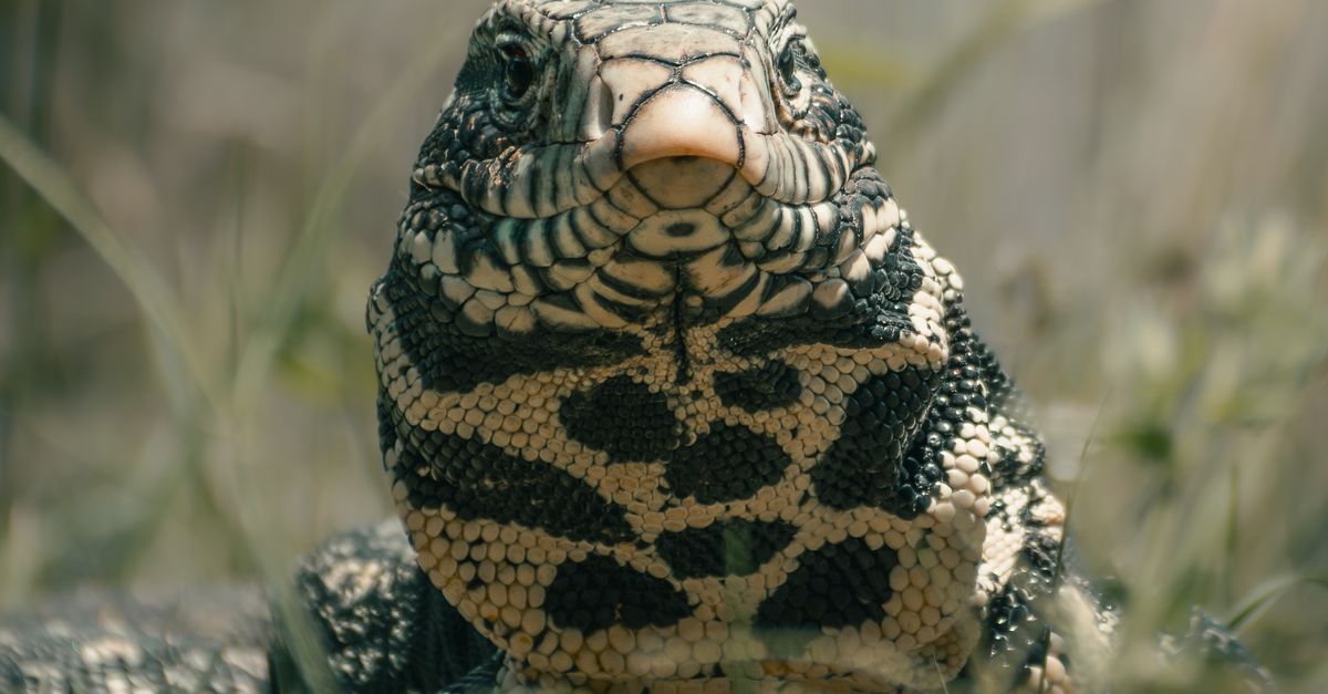 Close-up of Argentine Black and White Tegu Lizard · Free Stock Photo