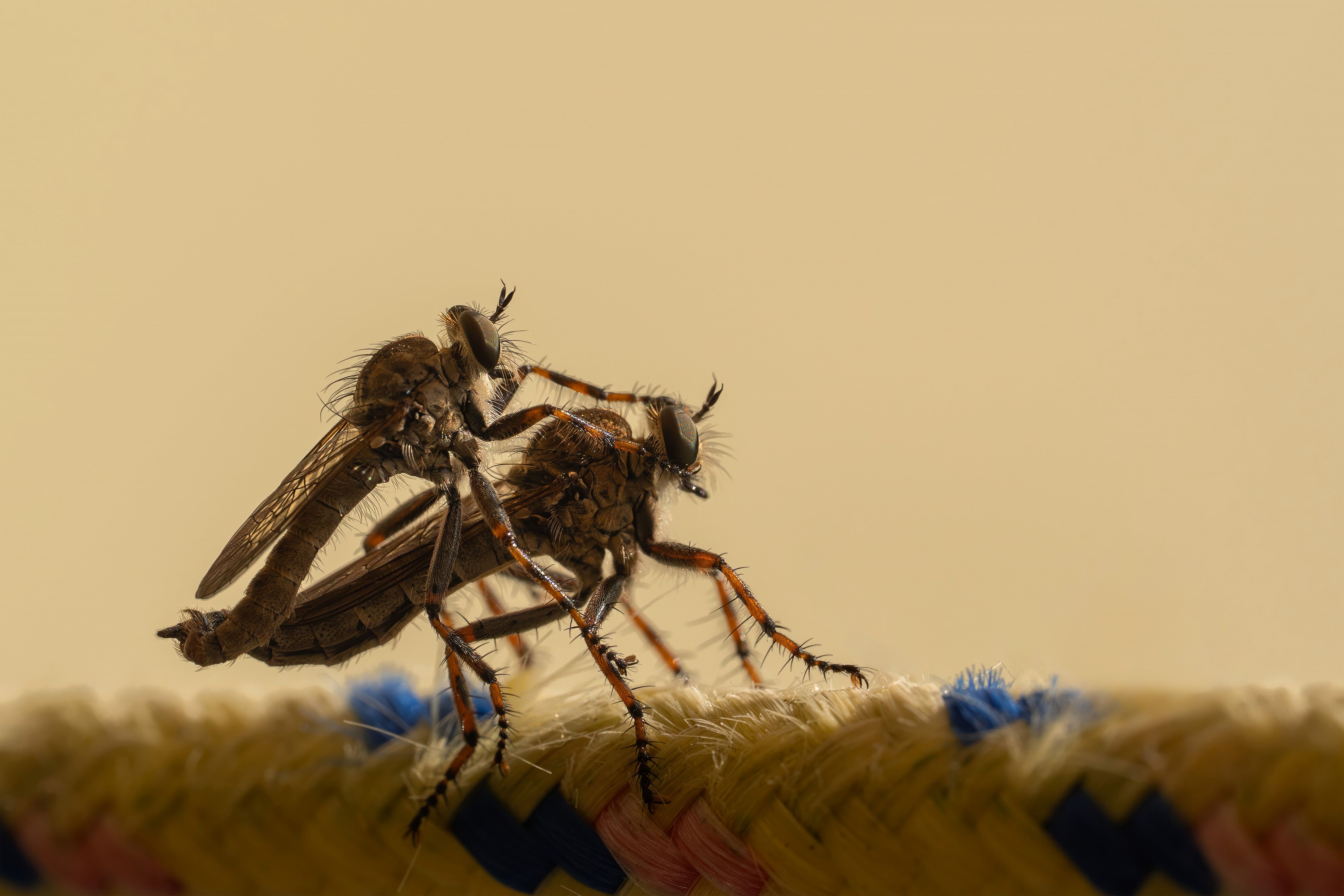 Close-Up of Robber Flies Mating on Rope · Free Stock Photo