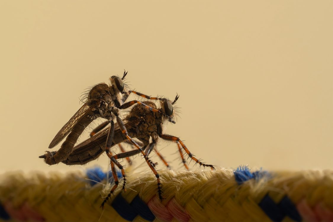 Pasture Fly Rope Close-Up of Robber Flies Mating on Rope · Free Stock Photo
